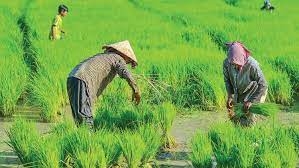 কৃষিকাজের সূচনা হয়েছিল কতদিন আগে?